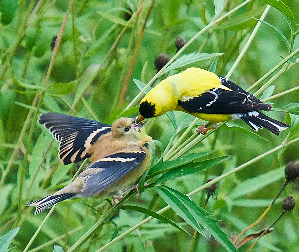 Goldfinches