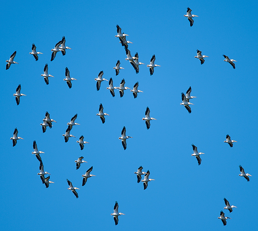 Pelicans