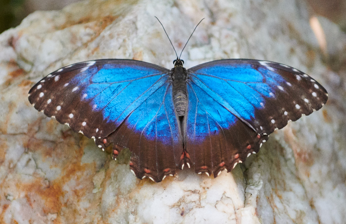 Blue Morpho Butterfly