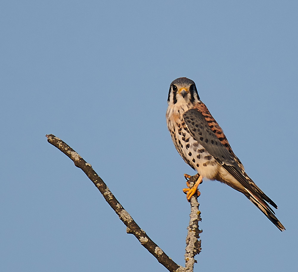 Kestral