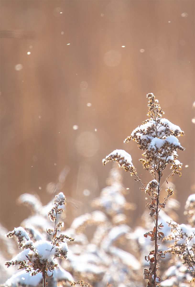 Snowing