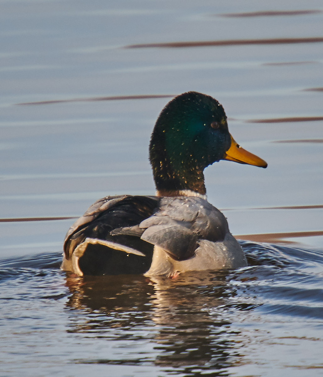 Mallard