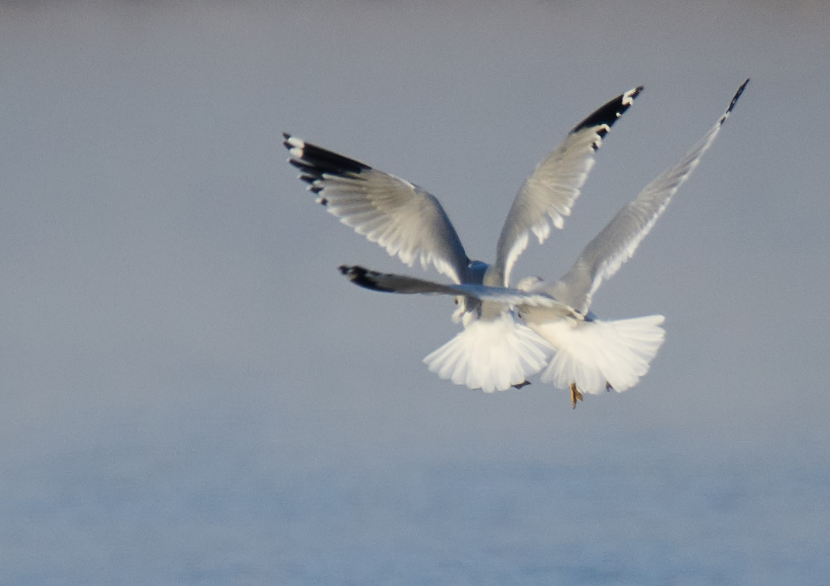 Flying in Tandem