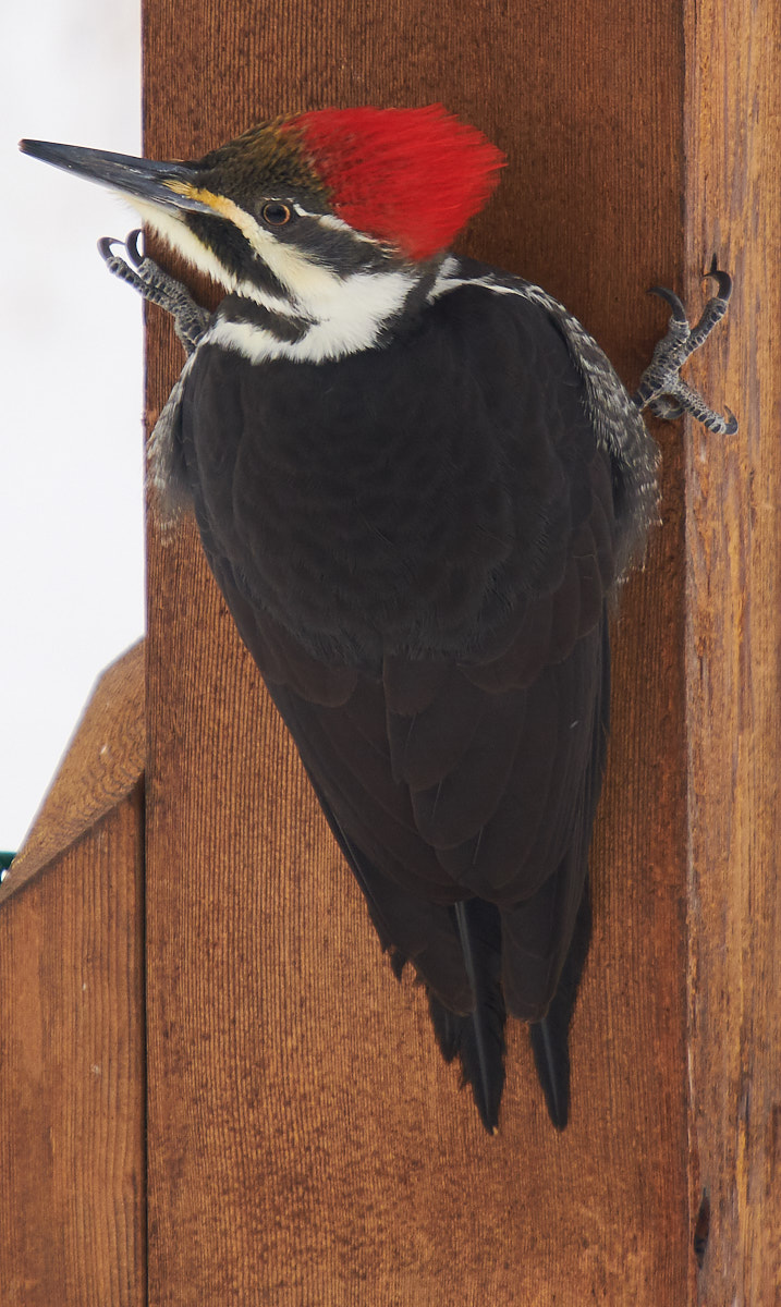 Pileated Woodpecker
