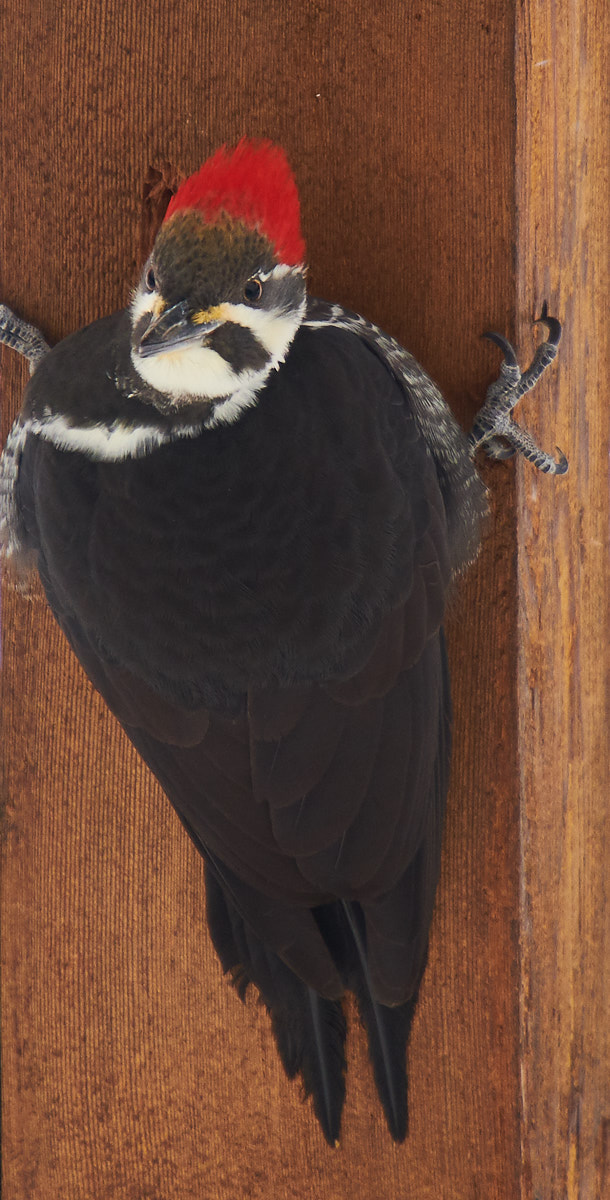 Pileated Woodpecker