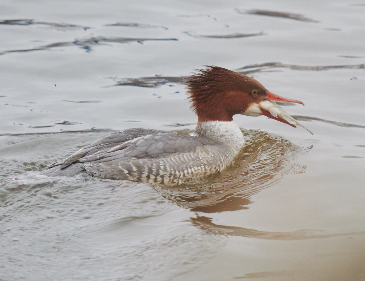 Common Merganser