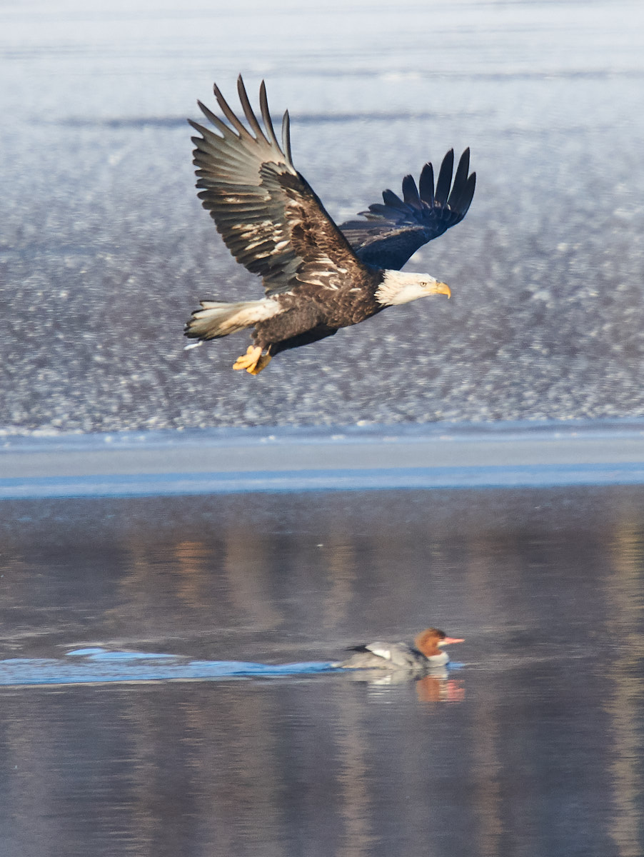 Bald Eagle & Merganser