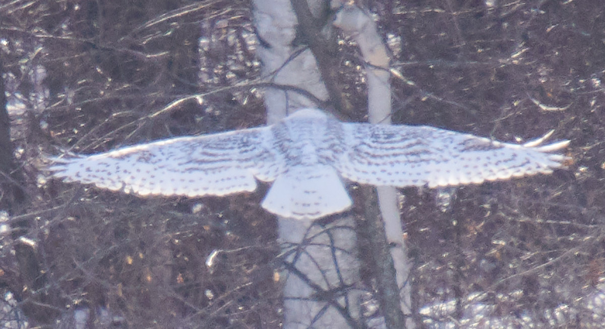 Snowy Owl