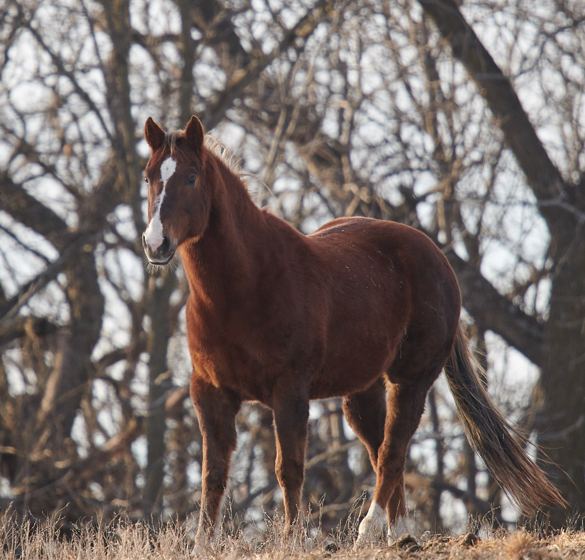 Horse
