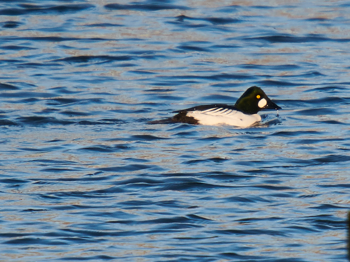 Goldeneye Duck