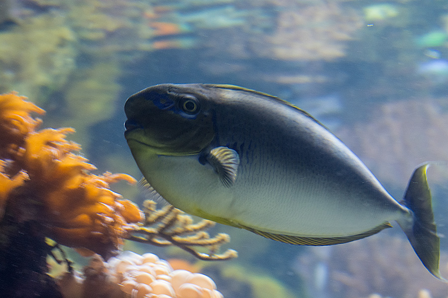 National Aquarium