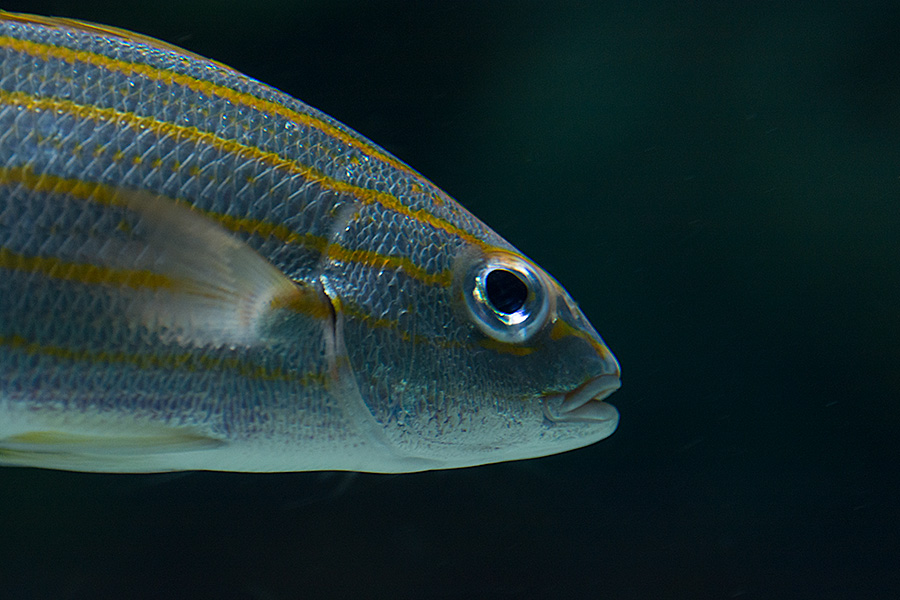 National Aquarium