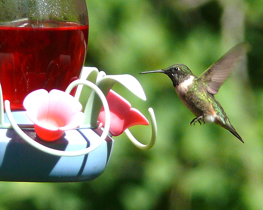 Another Hummingbird