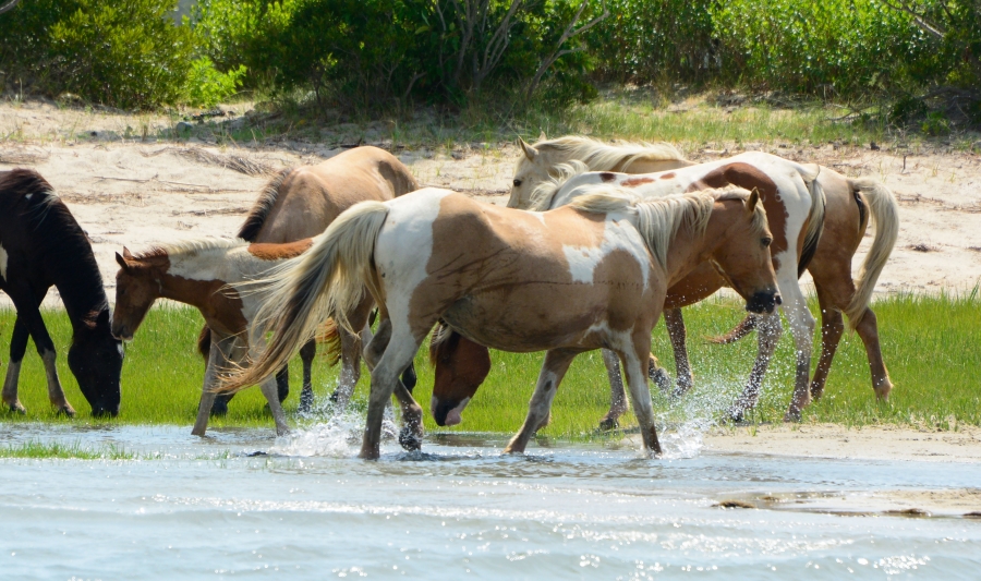 Assateague Island wild horses