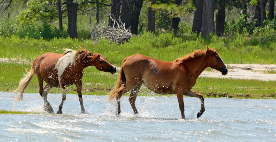 Assateague Island wild horses