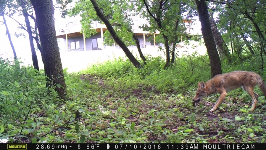 Rare daytime coyote picture
