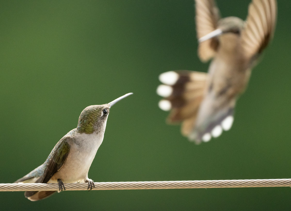 Young Hummingbirds