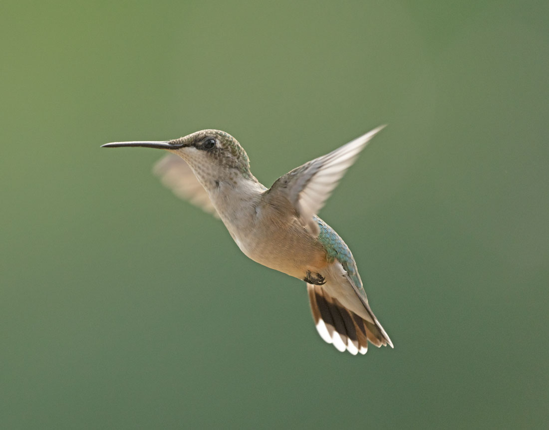 Young Hummingbird