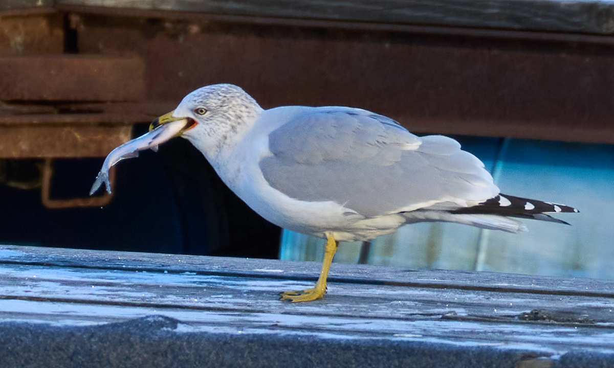 Ring-Billed Gull