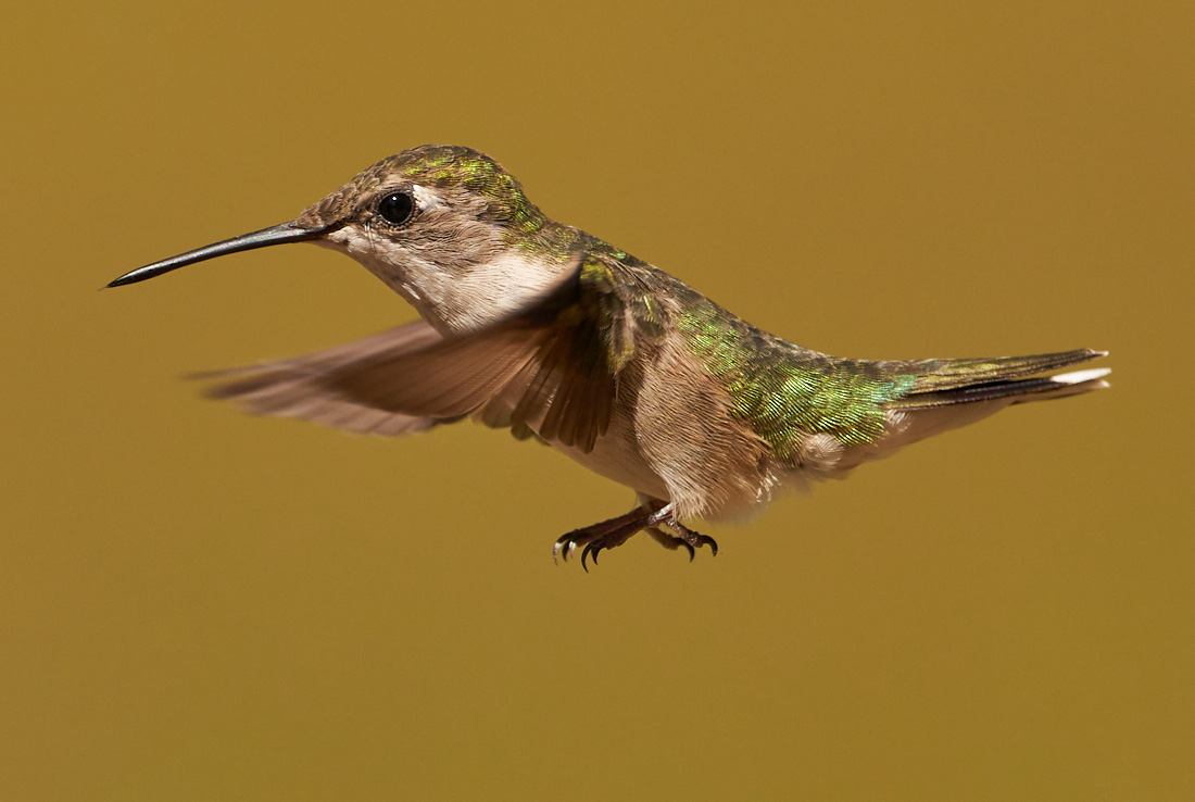 Coming in for a landing