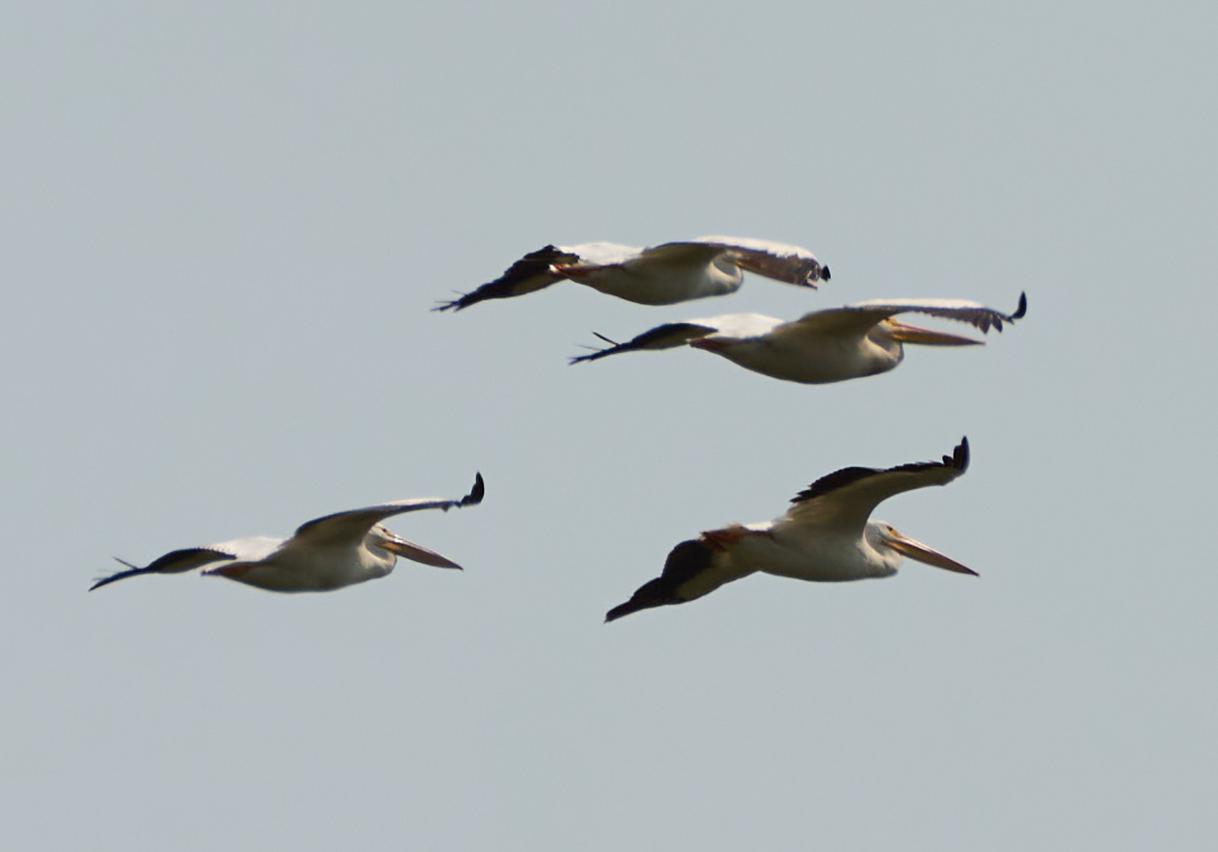 American White Pelicans