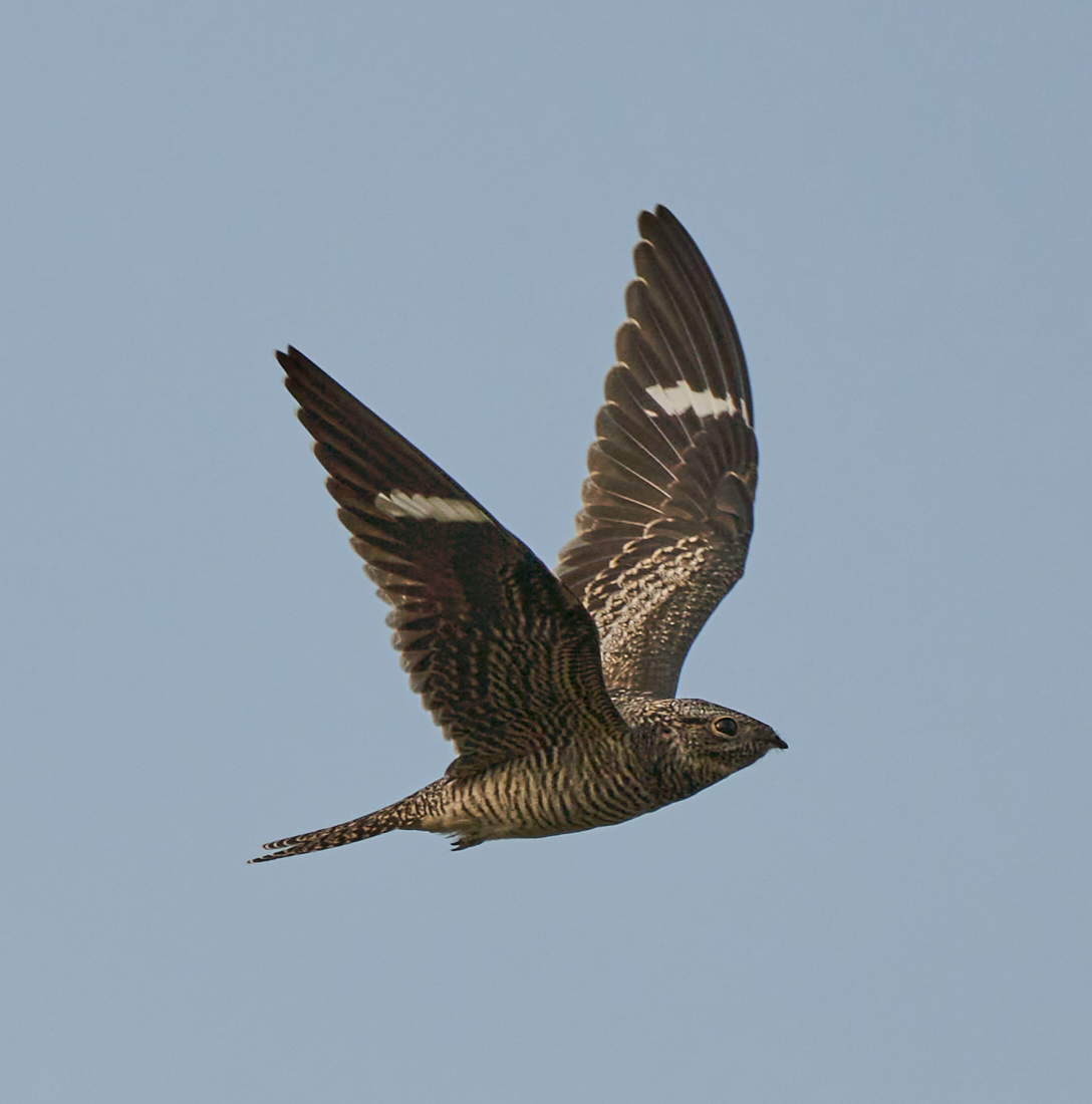 Common Nighthawk