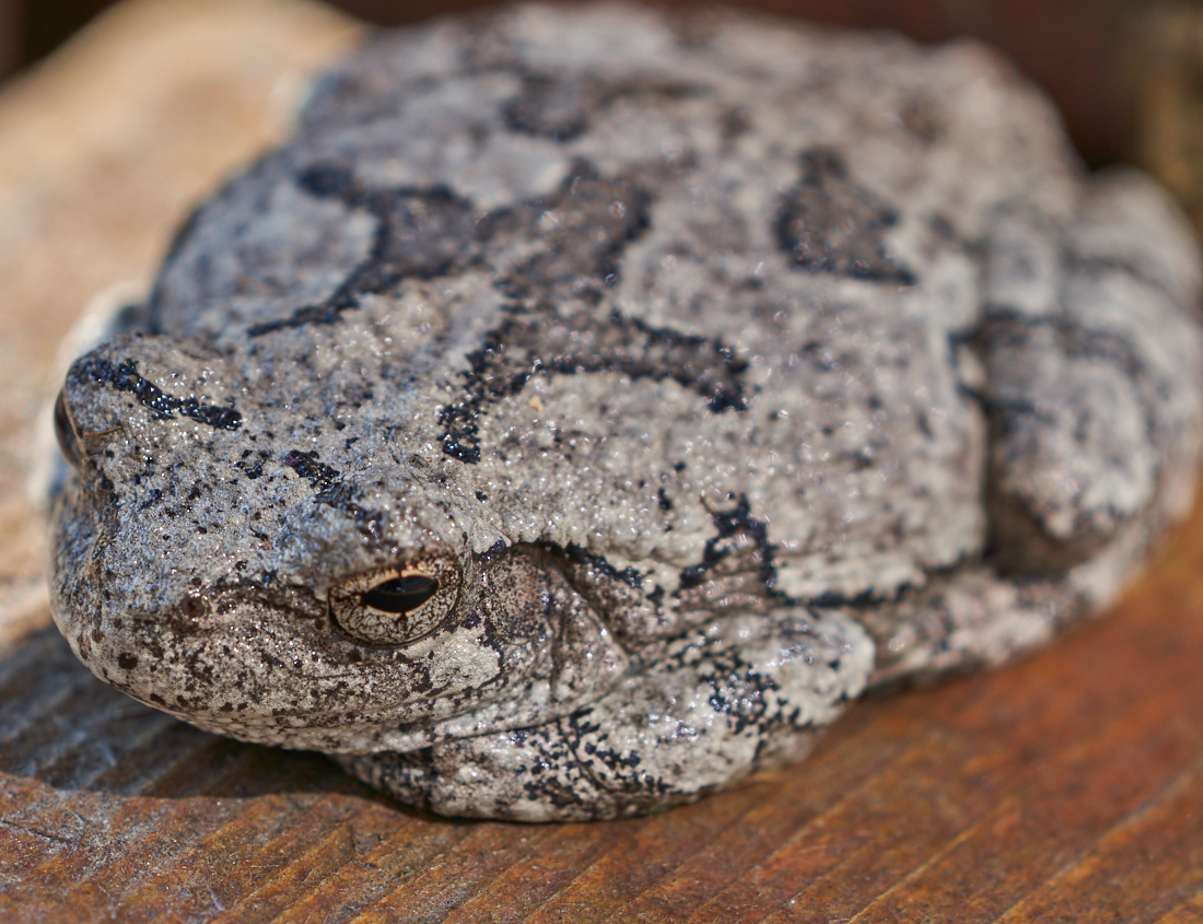 Tree Frog
