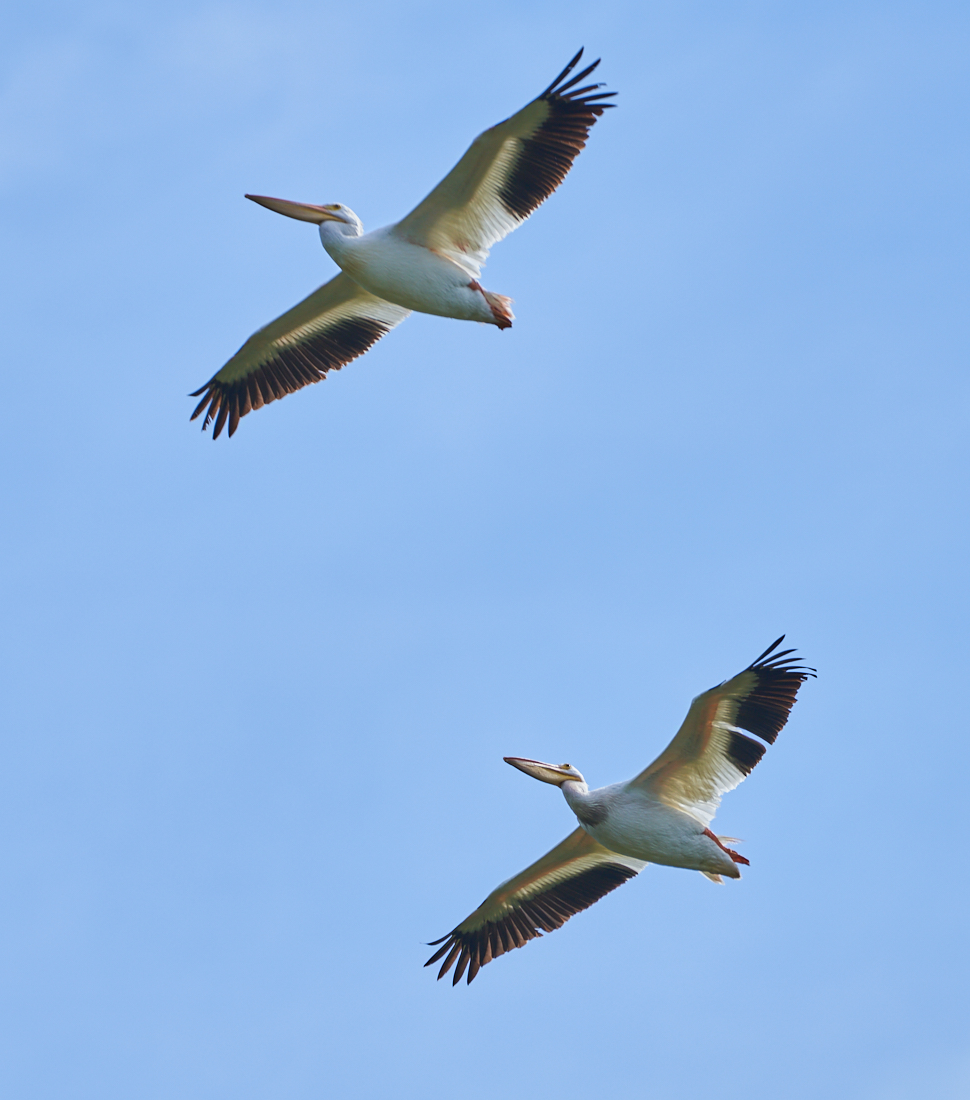 The Pelicans are back