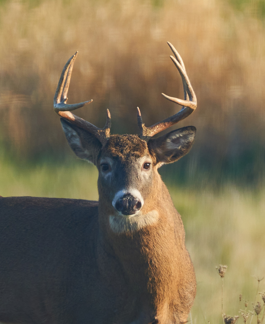 Thanksgiving Day Buck