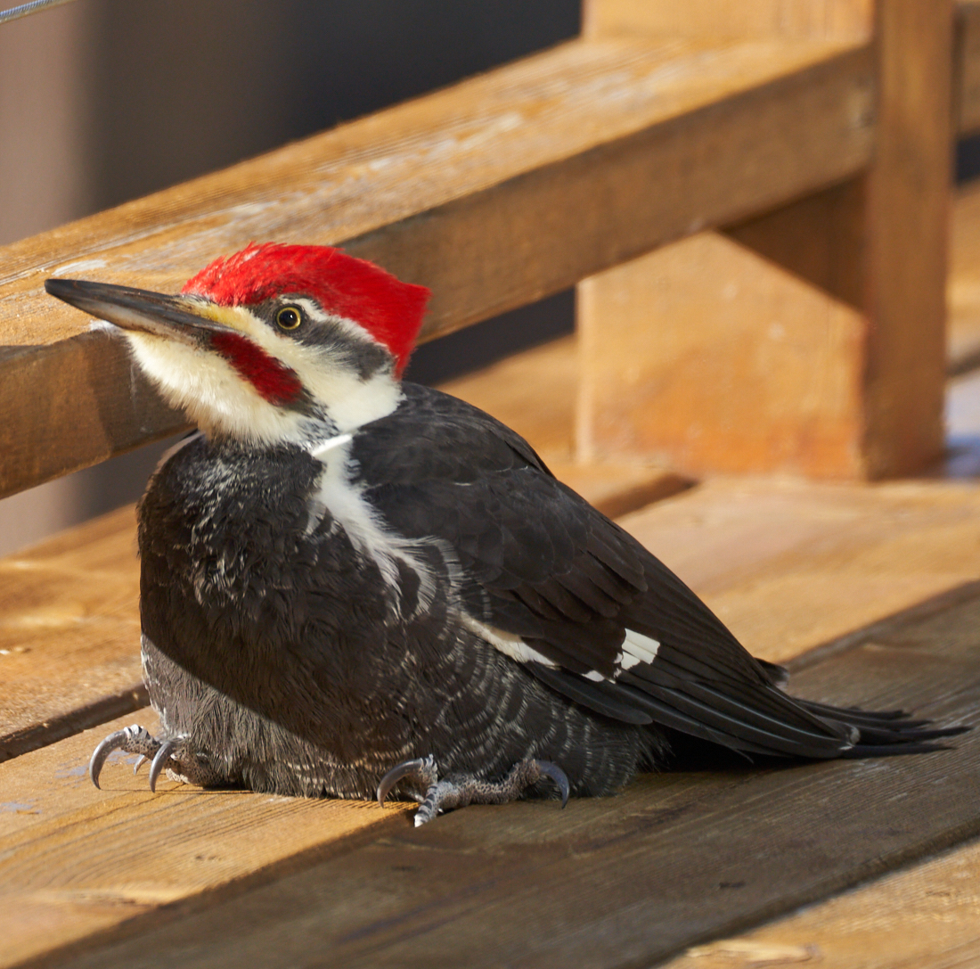 Pileated Woodpecker