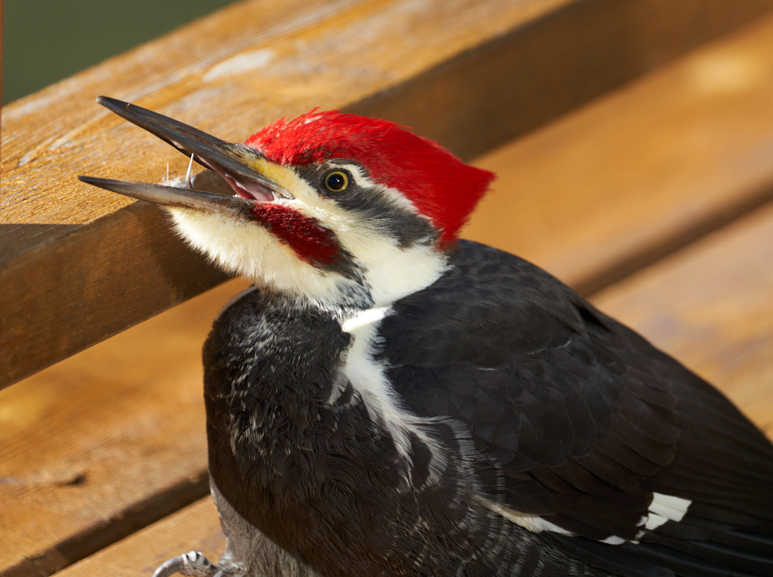 Pileated Woodpecker