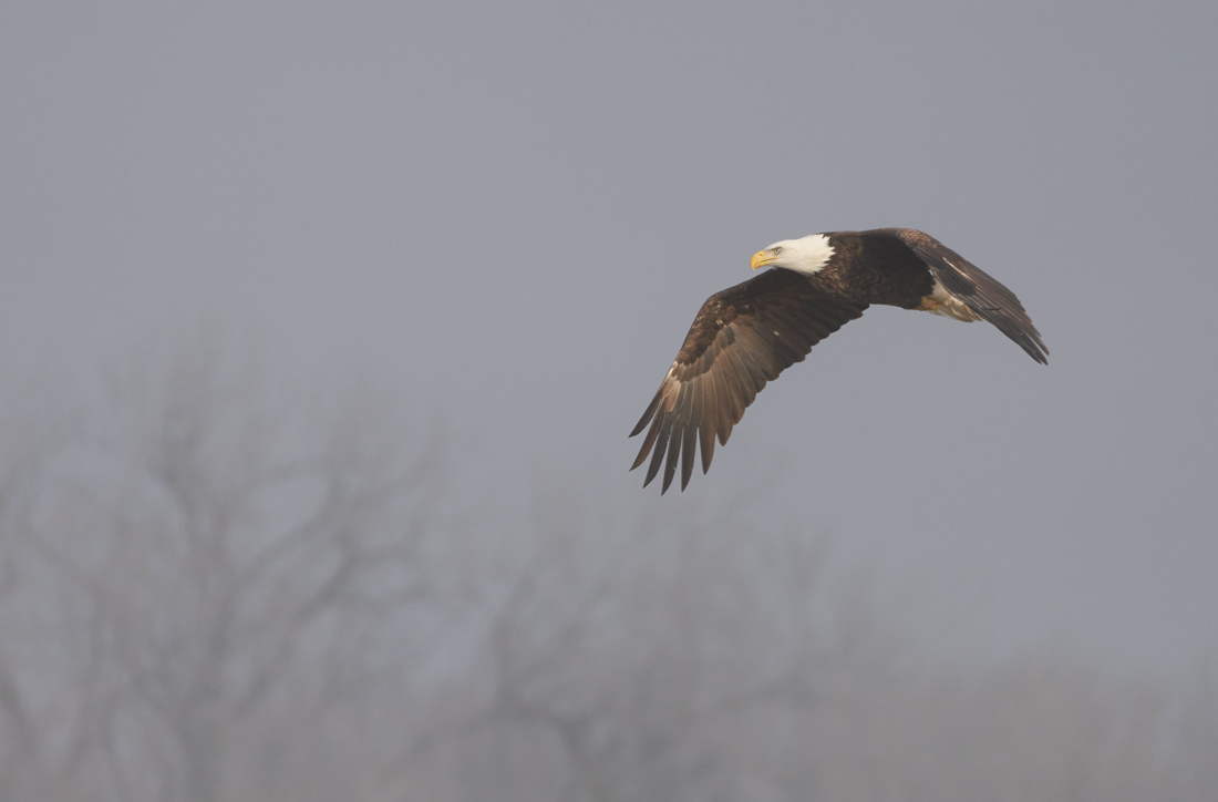 Flying through the Fog