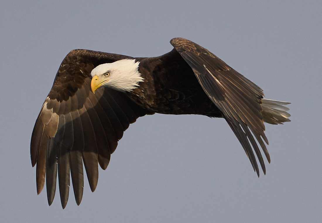 Eagle in Flight