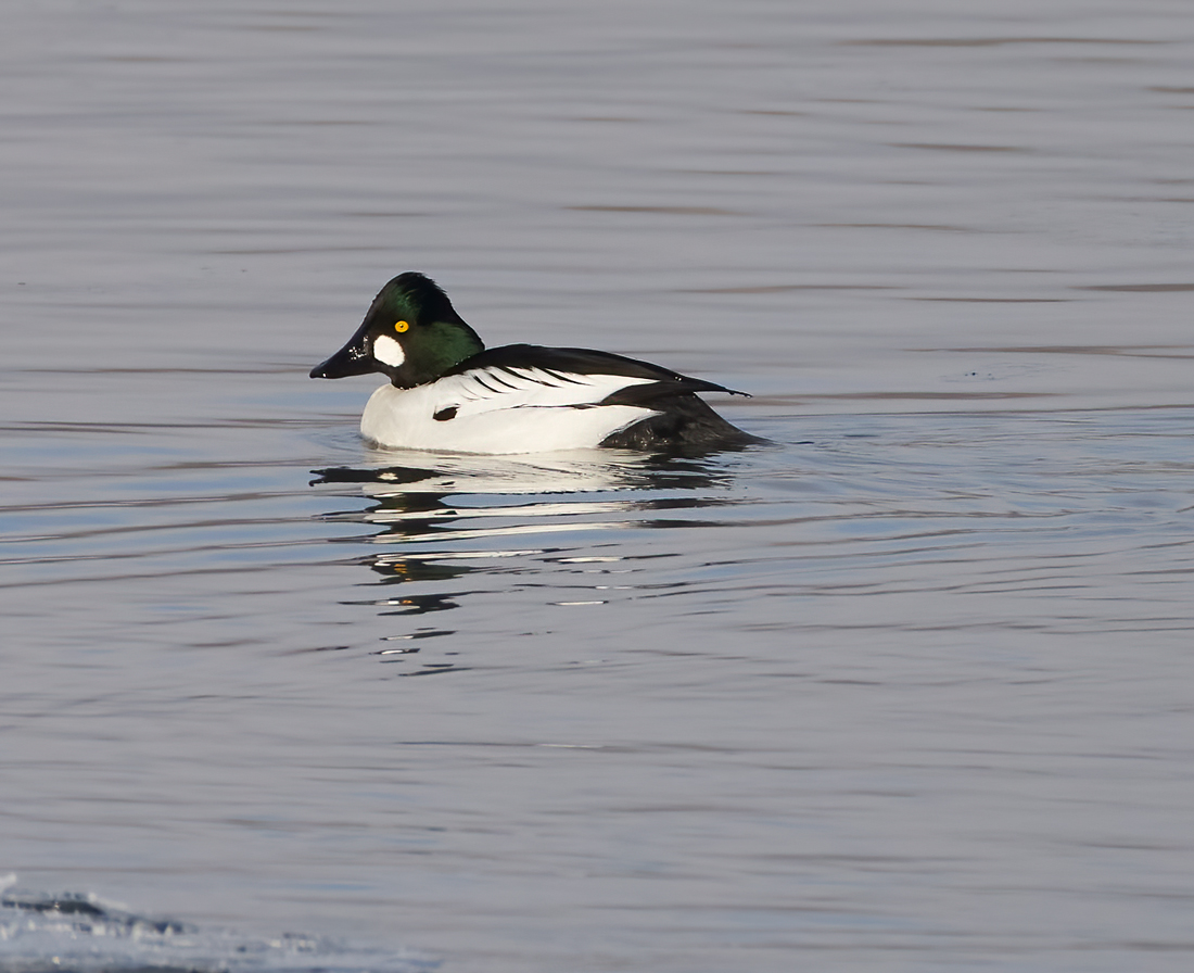 Common Goldeneye