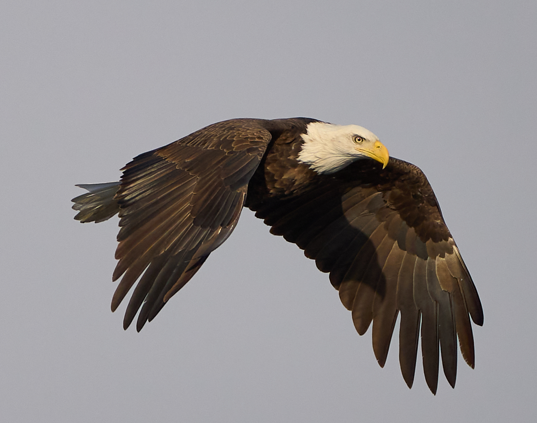 Eagle in Flight