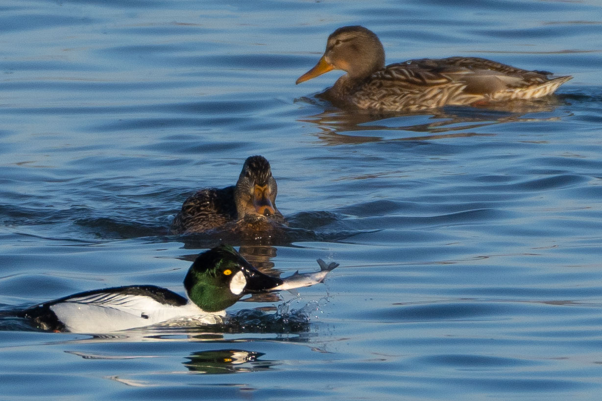 Goldeneye