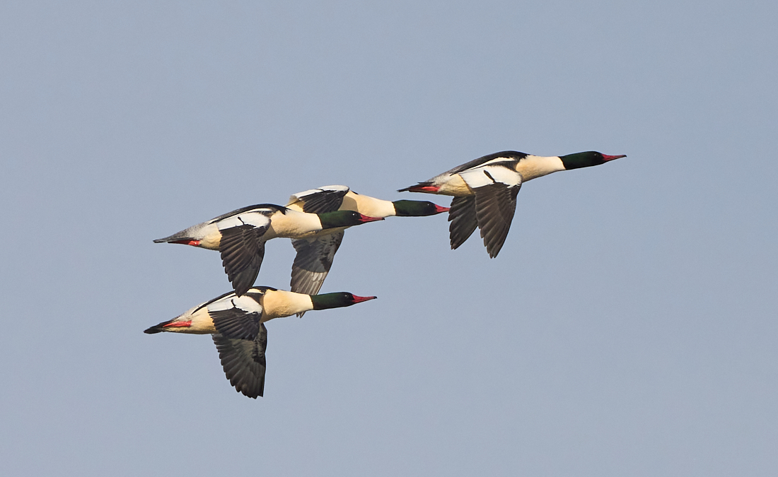 Mergansers in Flight