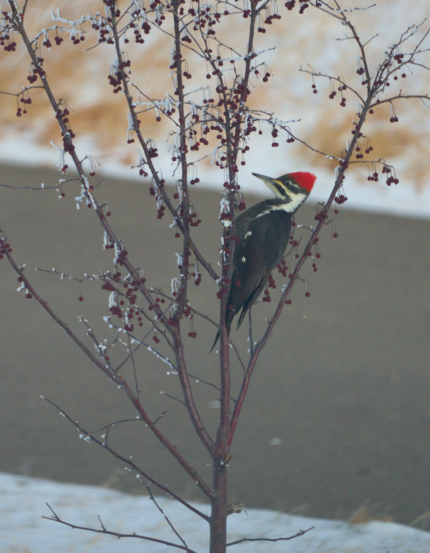 Taken through the window