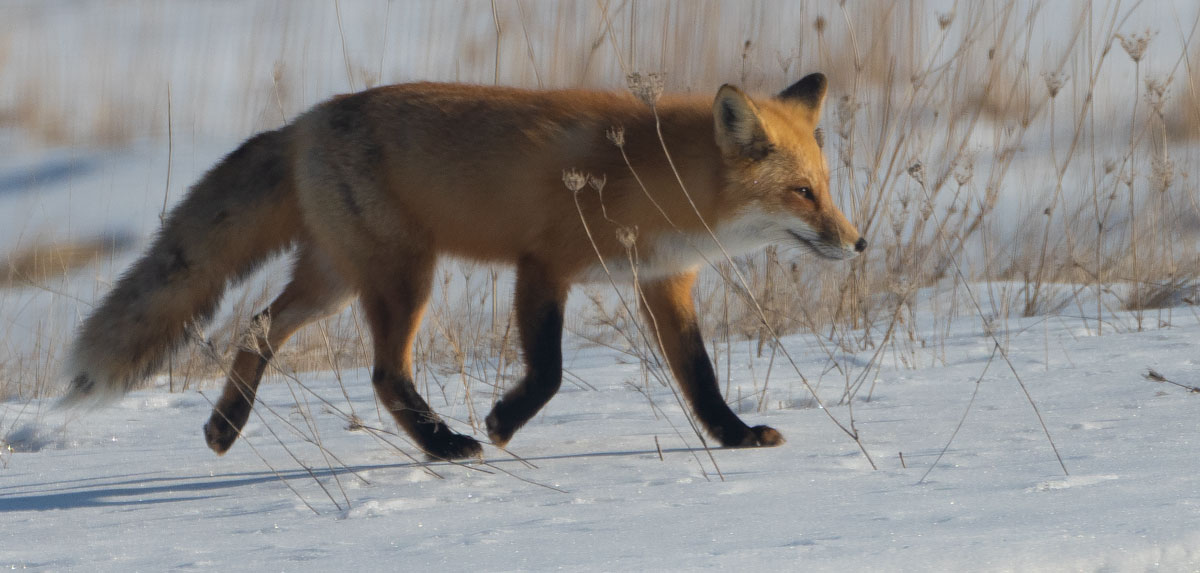 Red Fox