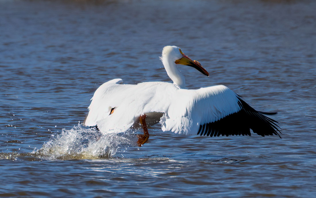 American White Pelican