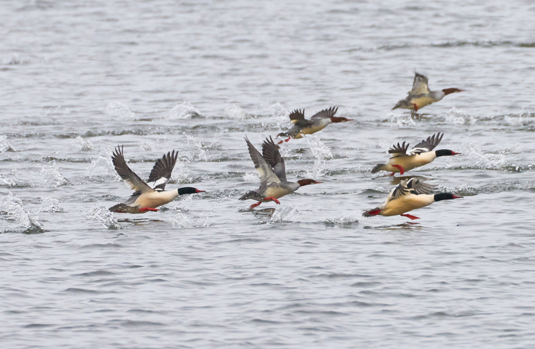 Mergansers on the run