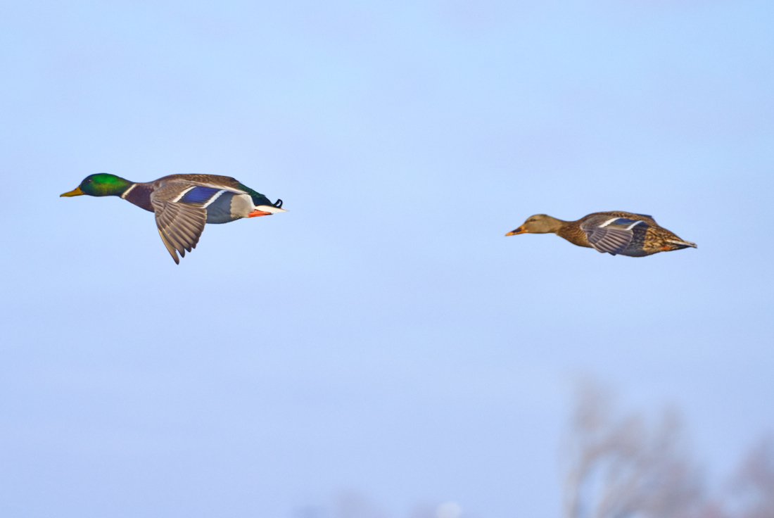 Mallards