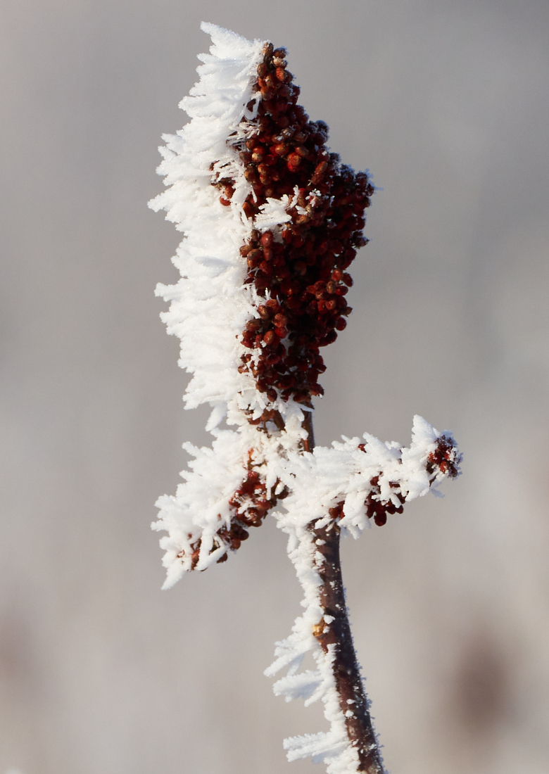 Winter in MN