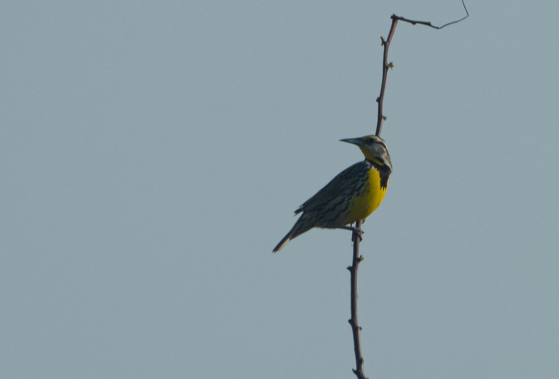 Eastern Meadowlark