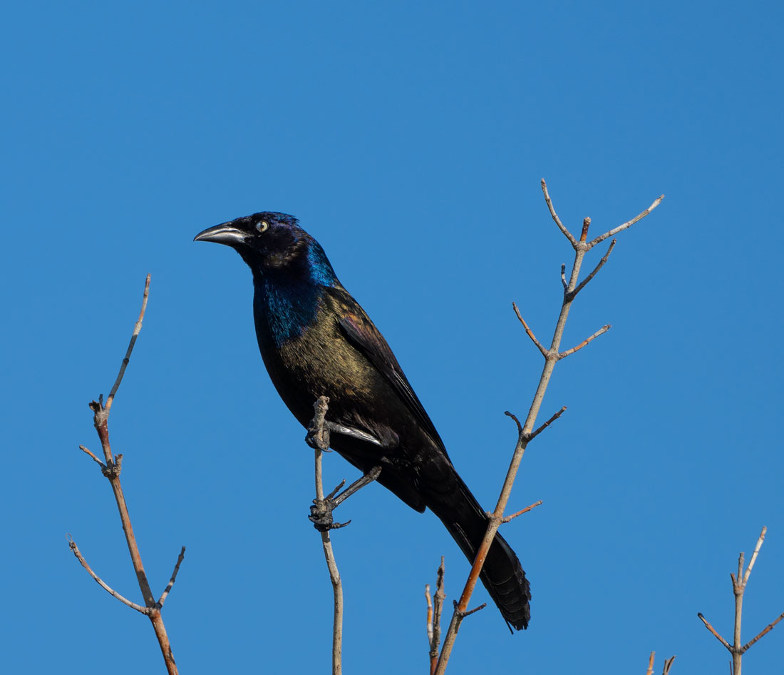 Grackle