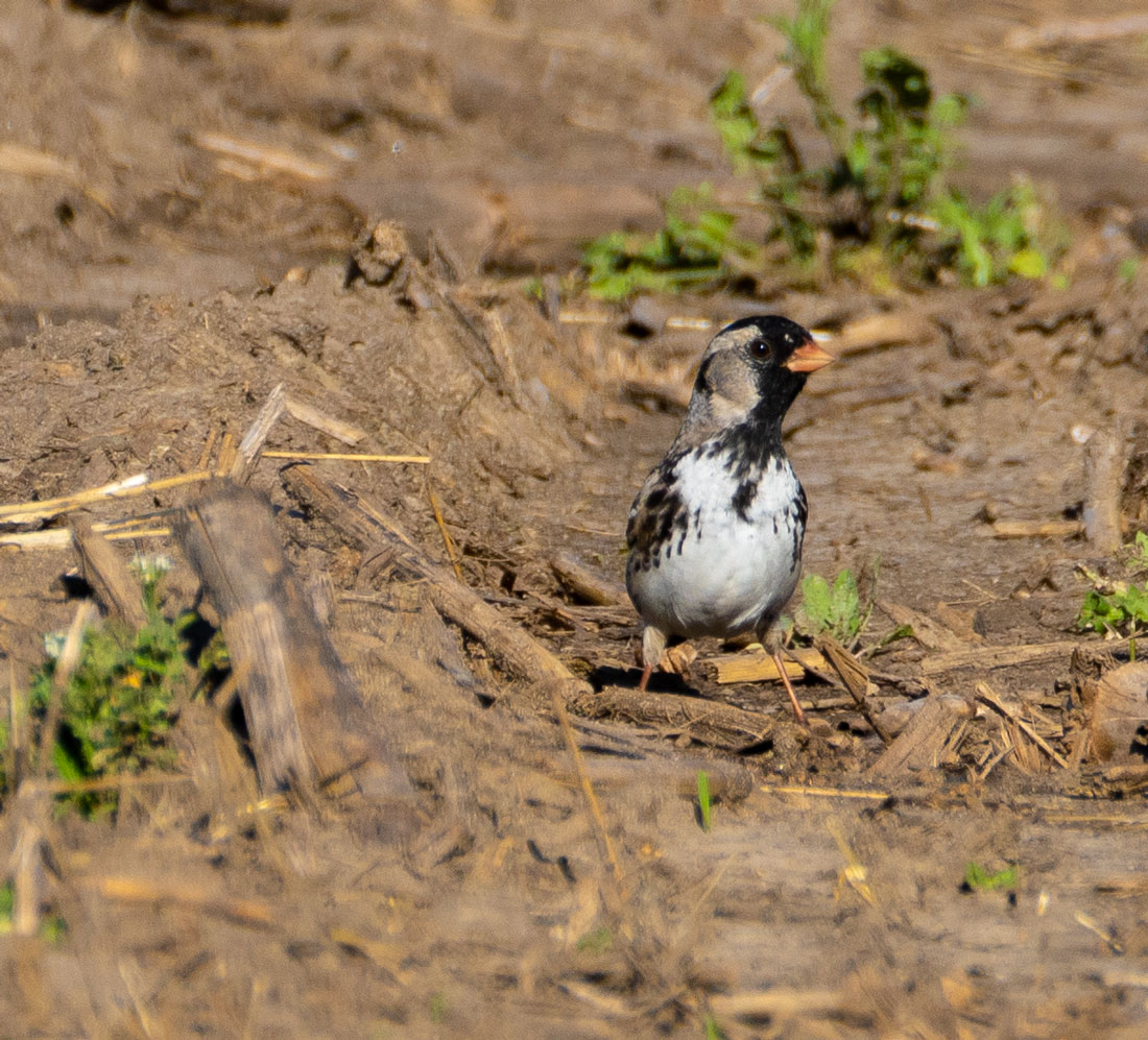 Harris's Sparrow