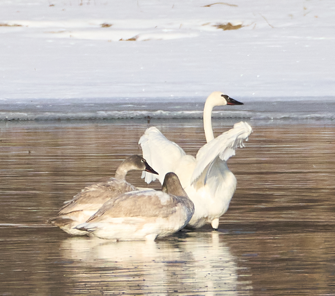 Trumpeter Swans