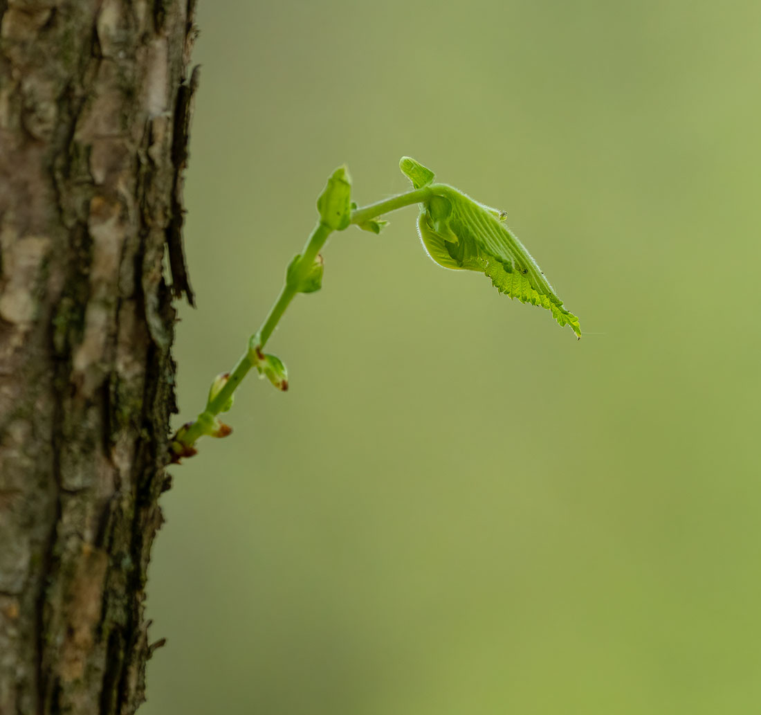 New Life
