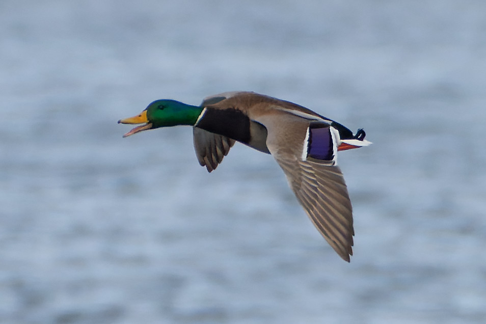 Mallard