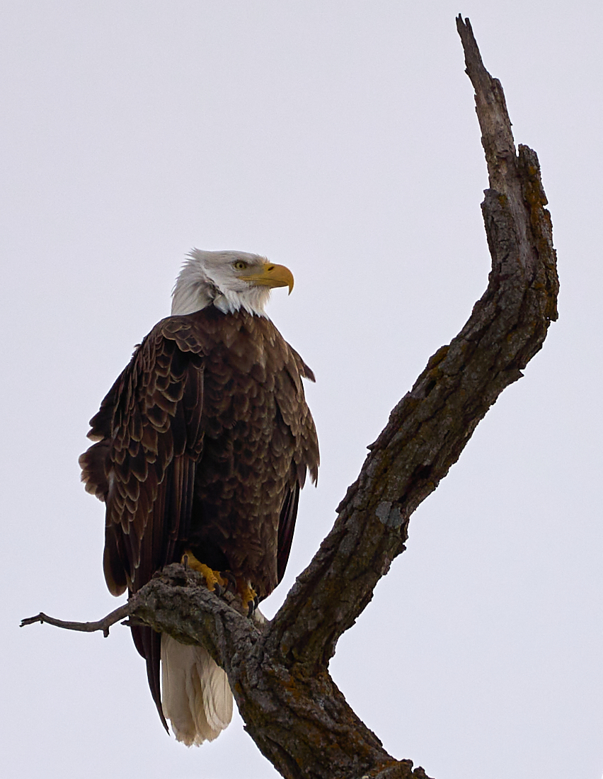 Regal Eagle